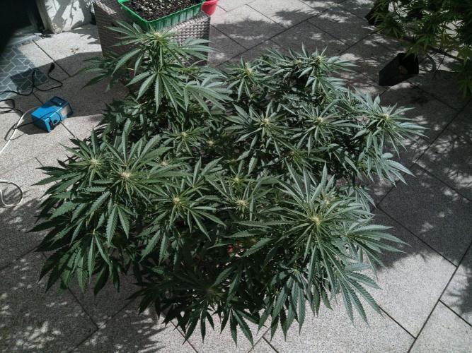 Cheese ( Zamnesia ). Week 2