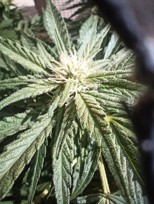 Cheese ( Zamnesia ). Week 2