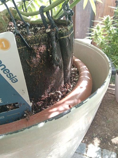 Cheese ( Zamnesia ). Week 2