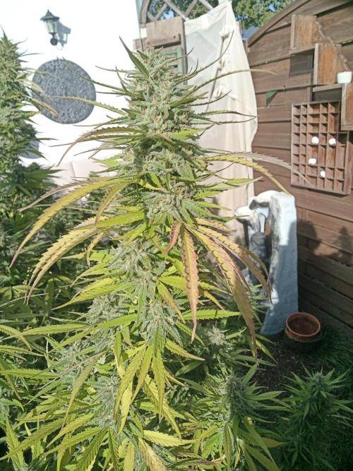 LA Kush Cake. Week 6