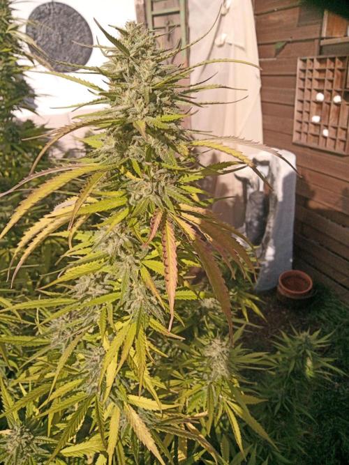 LA Kush Cake. Week 6