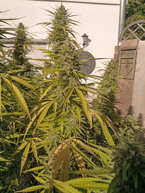 LA Kush Cake. Week 6