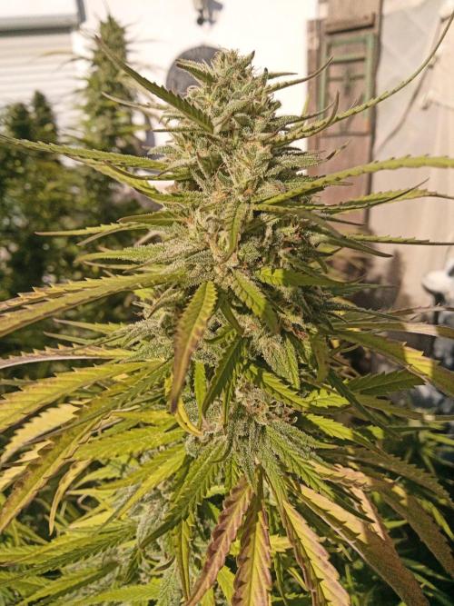 LA Kush Cake. Week 6