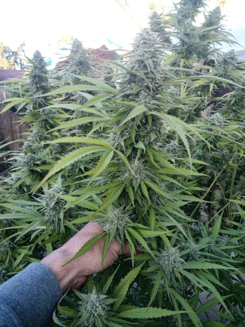 LA Kush Cake. Week 7