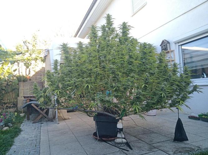 LA Kush Cake. Week 7