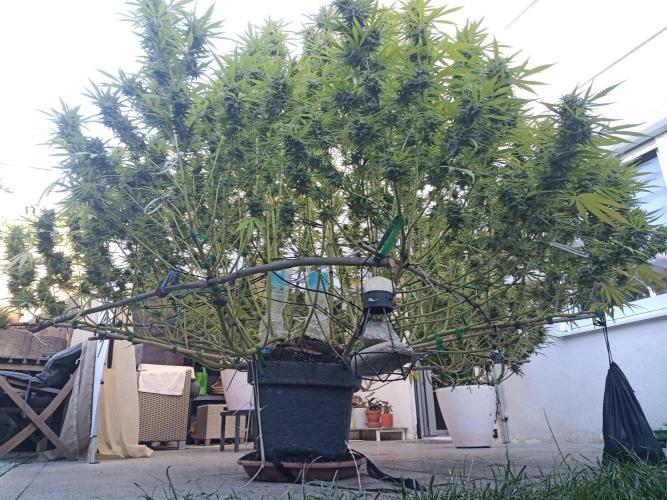 LA Kush Cake. Week 7