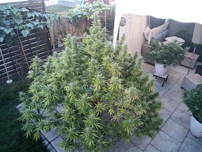 LA Kush Cake. Week 7