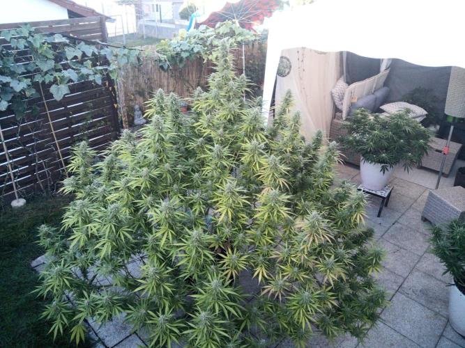 LA Kush Cake. Week 7