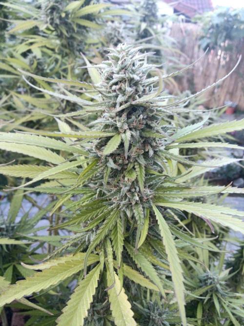 LA Kush Cake. Week 7
