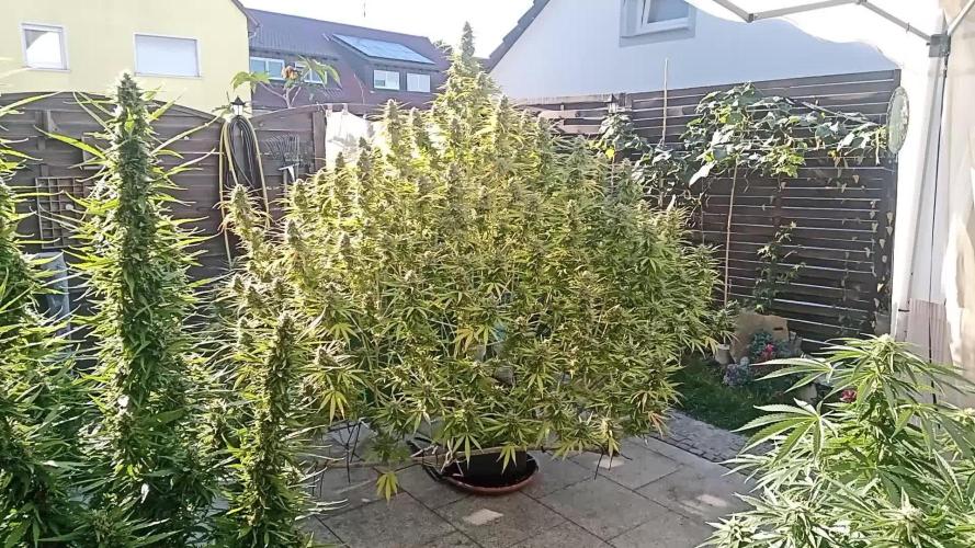LA Kush Cake