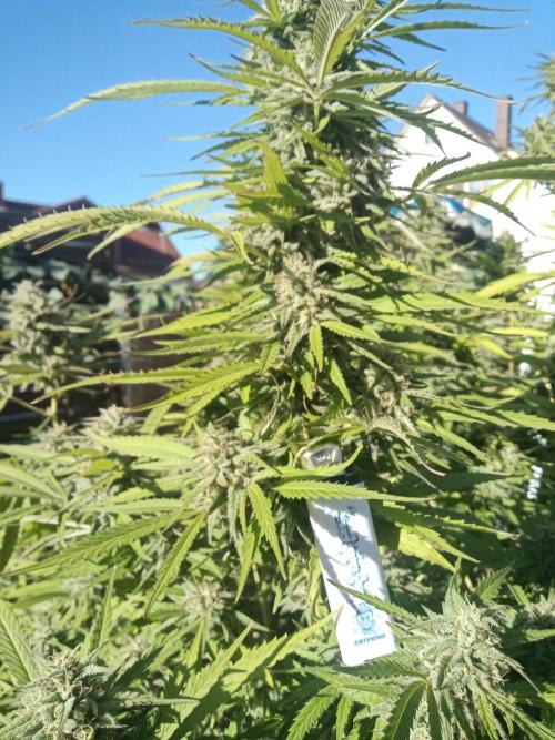 LA Kush Cake. Week 7