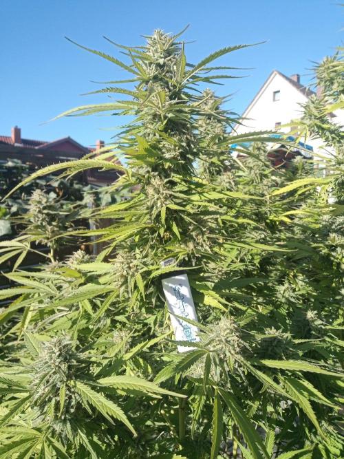 LA Kush Cake. Week 7