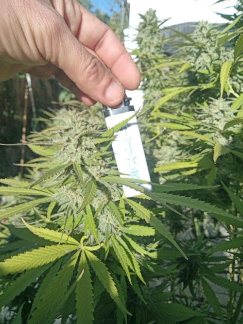 LA Kush Cake. Week 7
