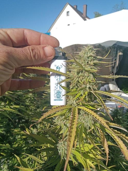 LA Kush Cake. Week 7