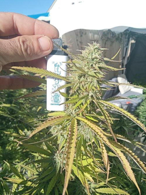 LA Kush Cake. Week 7
