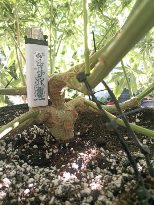 Cheese ( Zamnesia ). Week 3