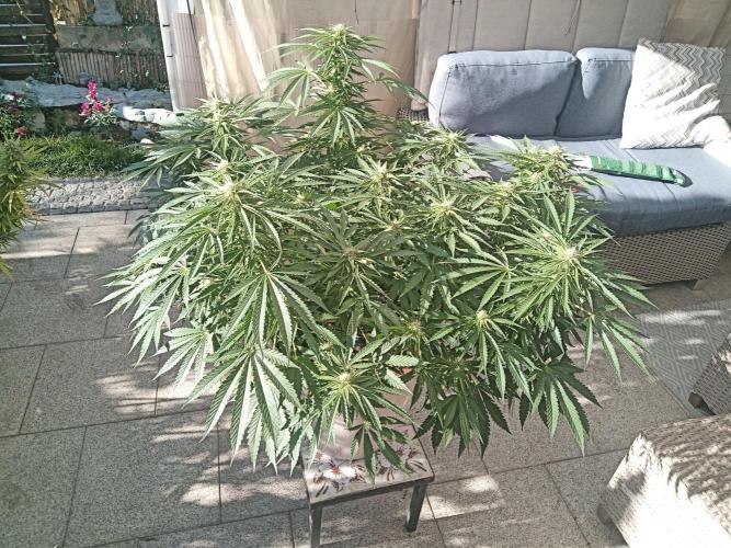 Cheese ( Zamnesia ). Week 3