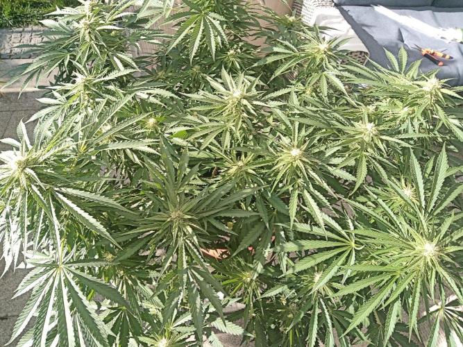 Cheese ( Zamnesia ). Week 3