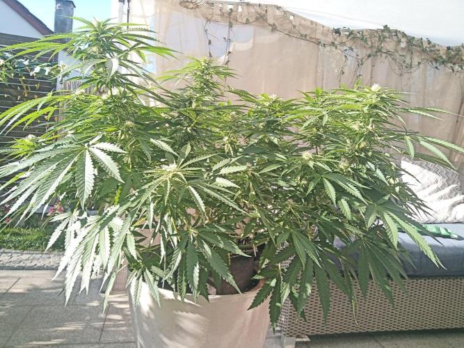 Cheese ( Zamnesia ). Week 3