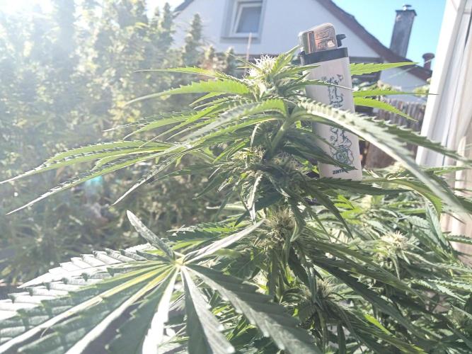 Cheese ( Zamnesia ). Week 3