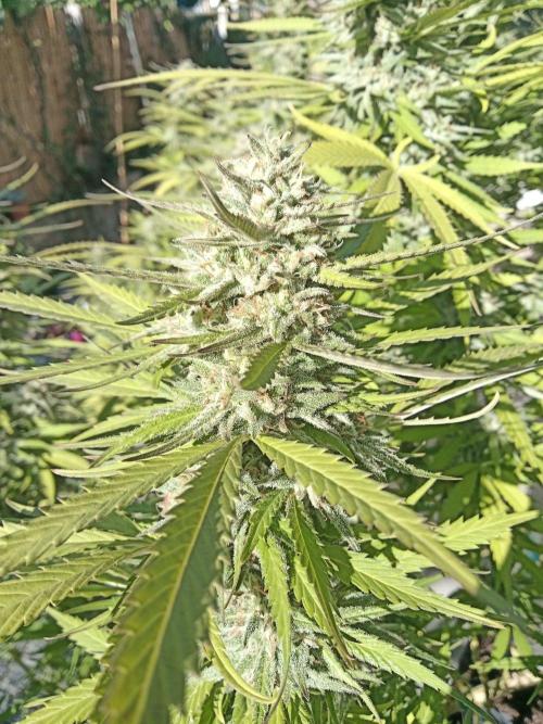 LA Kush Cake. Week 7