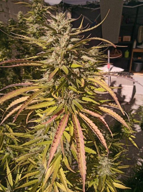 LA Kush Cake. Week 7