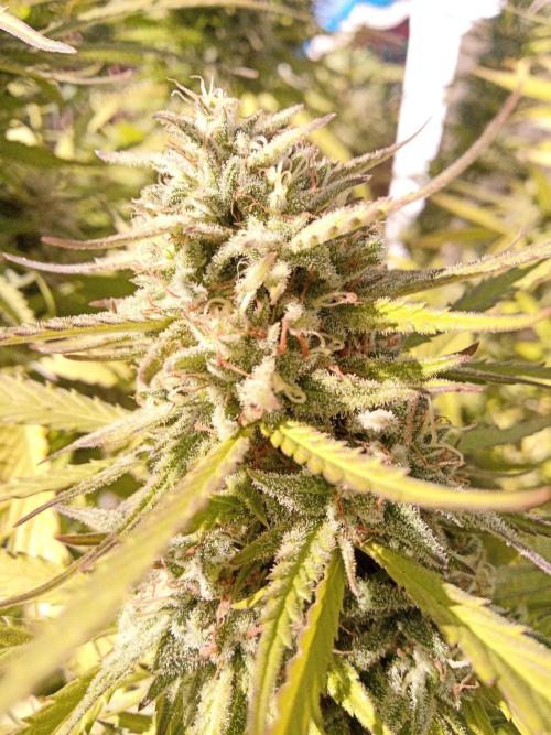 LA Kush Cake. Week 7