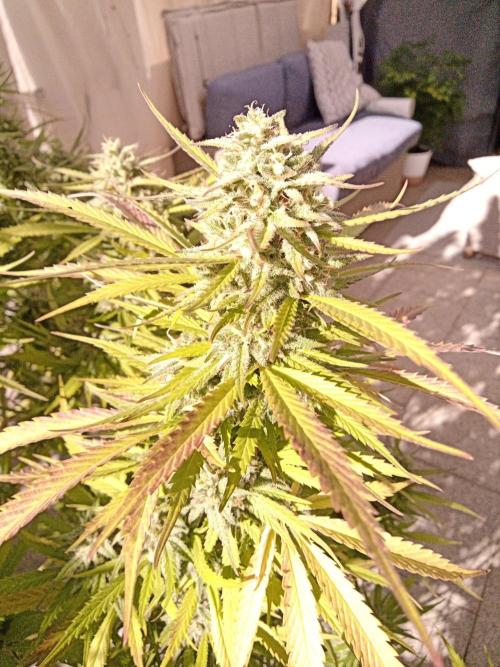 LA Kush Cake. Week 7