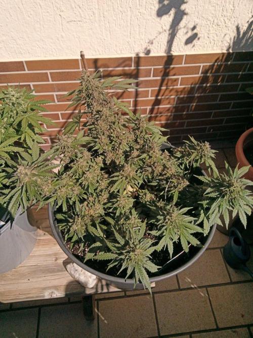 Lemon Cherry Gelato Auto and more. Week 6
