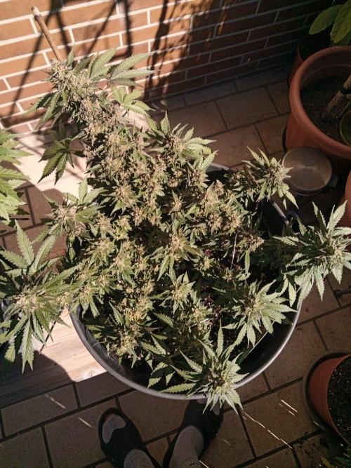 Lemon Cherry Gelato Auto and more. Week 6