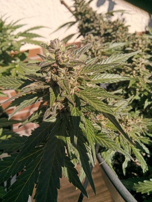 Lemon Cherry Gelato Auto and more. Week 6