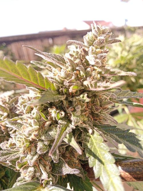 Lemon Cherry Gelato Auto and more. Week 6