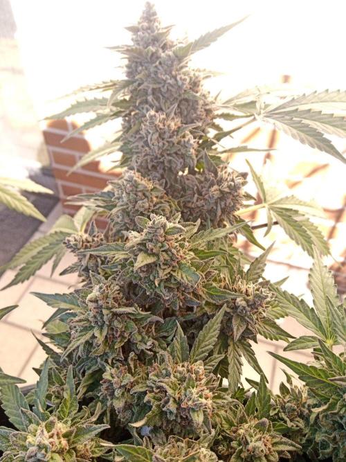 Lemon Cherry Gelato Auto and more. Week 6