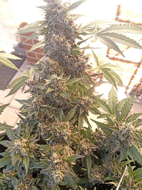 Lemon Cherry Gelato Auto and more. Week 6