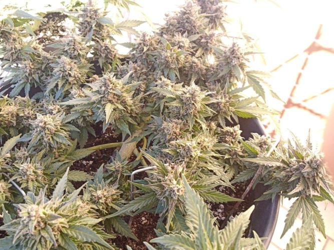 Lemon Cherry Gelato Auto and more. Week 6