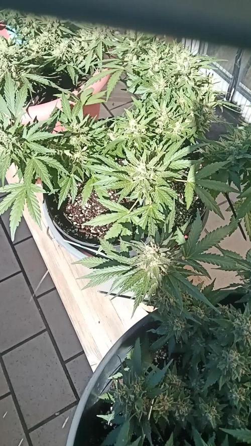Lemon Cherry Gelato Auto and more