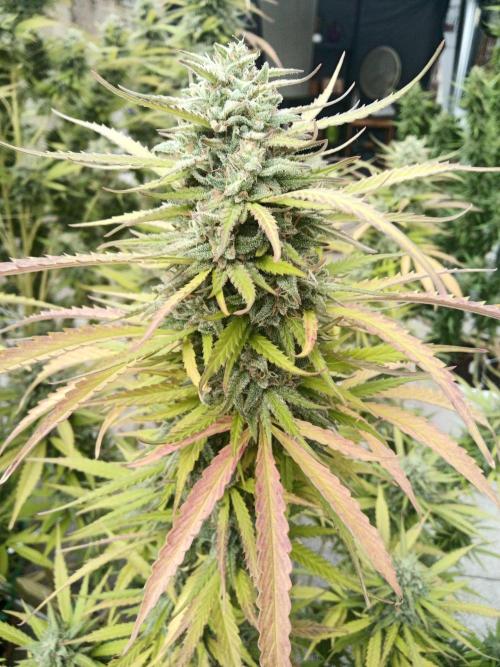 LA Kush Cake. Week 7