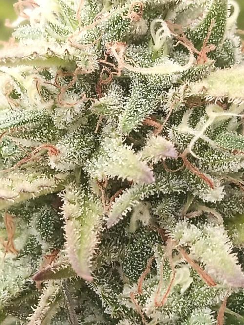 LA Kush Cake. Week 7