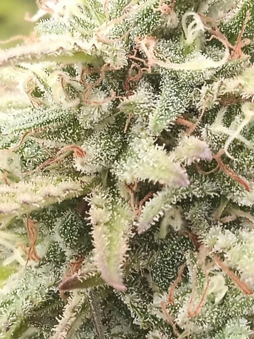 LA Kush Cake. Week 7