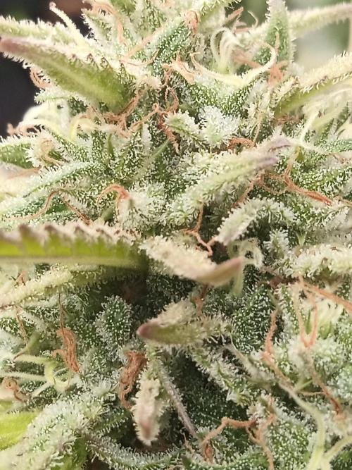 LA Kush Cake. Week 7