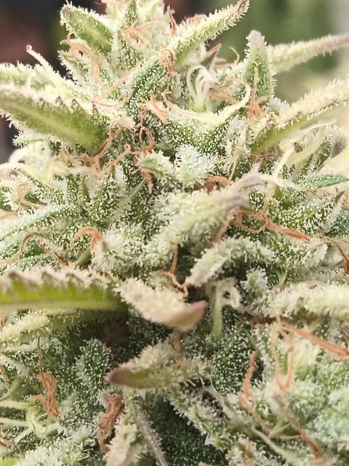 LA Kush Cake. Week 7
