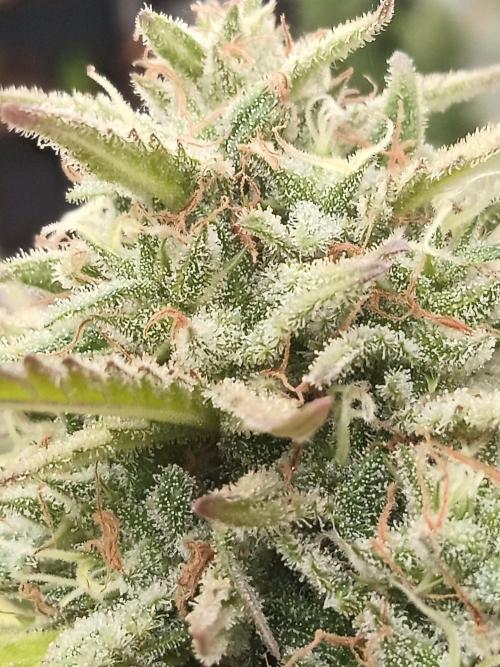 LA Kush Cake. Week 7