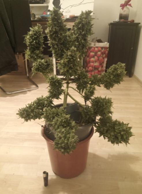Blue Dream Auto ( Garden of Green ). Week 5