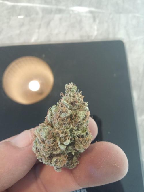 Lemon Cherry Gelato Auto and more. Week 7