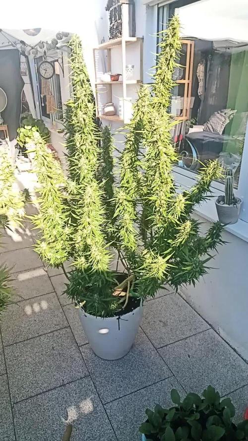 LA Kush Cake