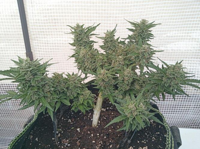 Lemon Cherry Gelato Auto and more. Week 7 - Permanent Marker 
