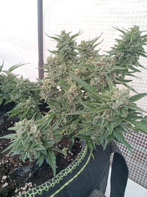 Lemon Cherry Gelato Auto and more. Week 7 - Permanent Marker