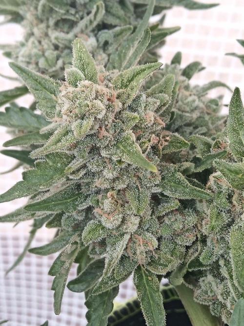 Lemon Cherry Gelato Auto and more. Week 7 - Permanent Marker 