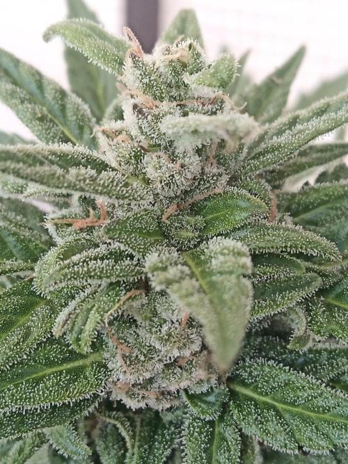 Lemon Cherry Gelato Auto and more. Week 7 - Permanent Marker 