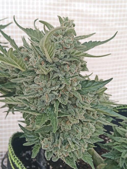 Lemon Cherry Gelato Auto and more. Week 7 - Permanent Marker 